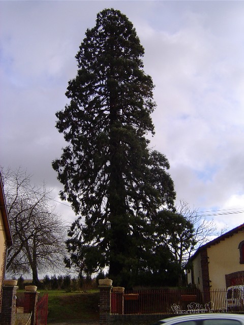 Séquoia géant à L'Aigle