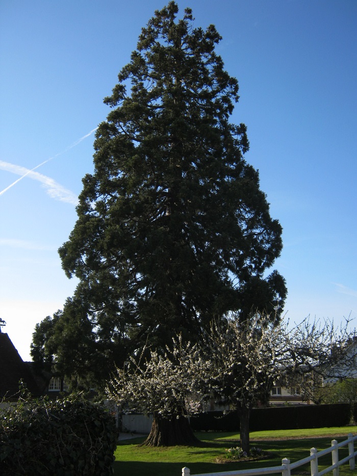 Séquoia géant à L'Aigle