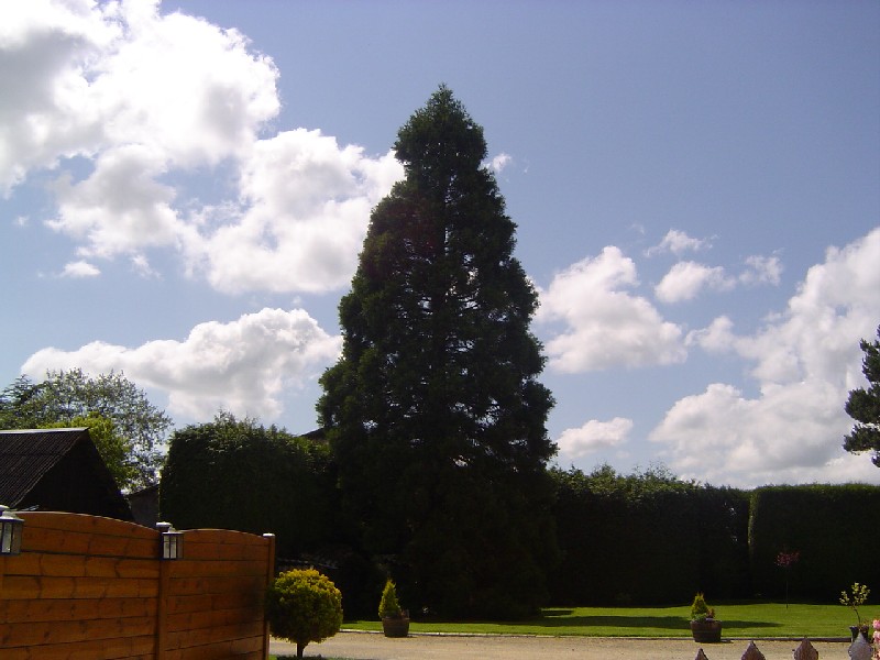 Séquoia géant à La Boissière