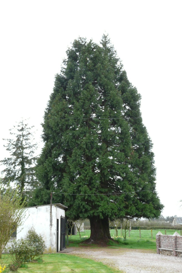 Séquoia géant à La Chapelle Gauthier