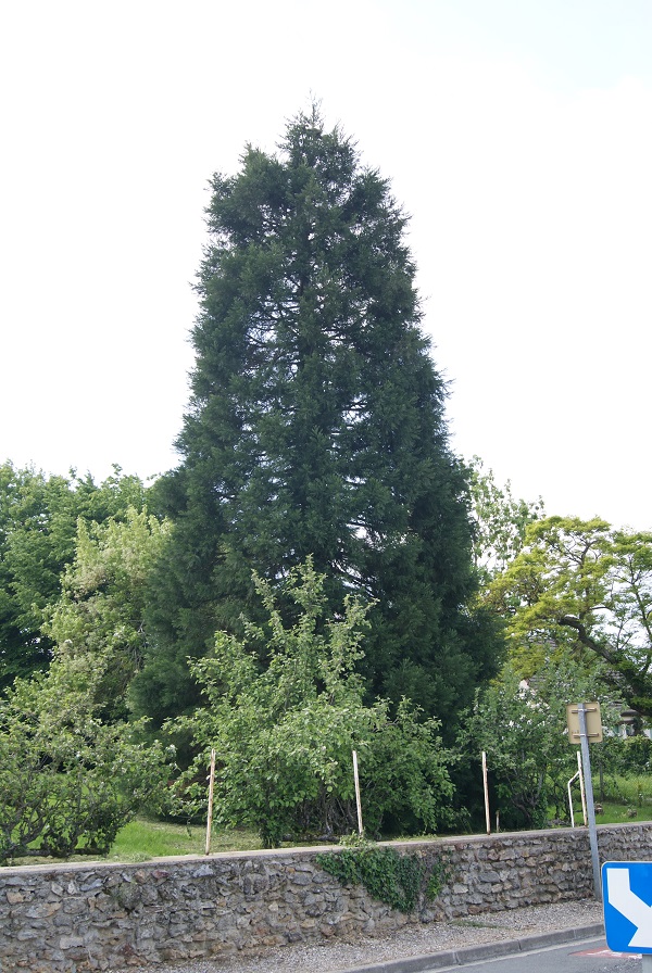 Séquoia géant à La Chapelle Réanville