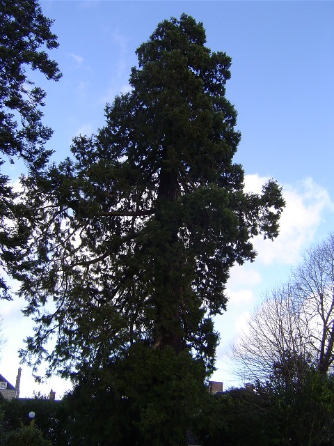 Séquoia géant à la Ferté Macé