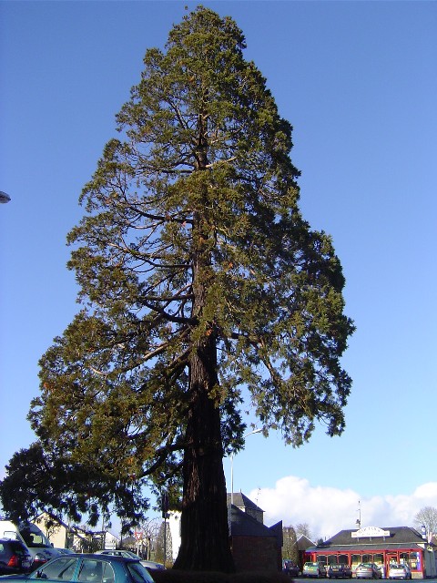Séquoia géant place de la Gare