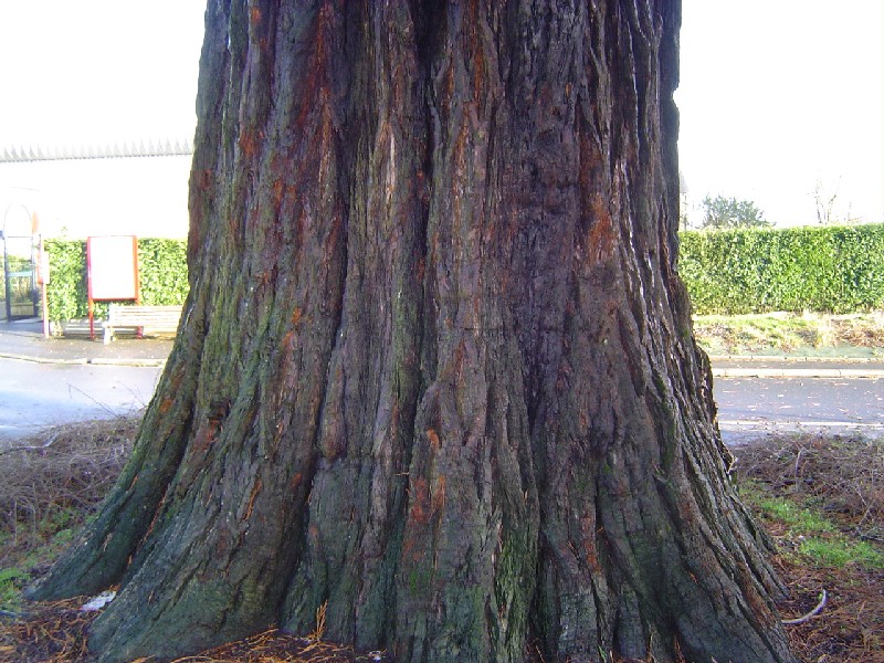 Séquoia géant de 6,10m de circonférence