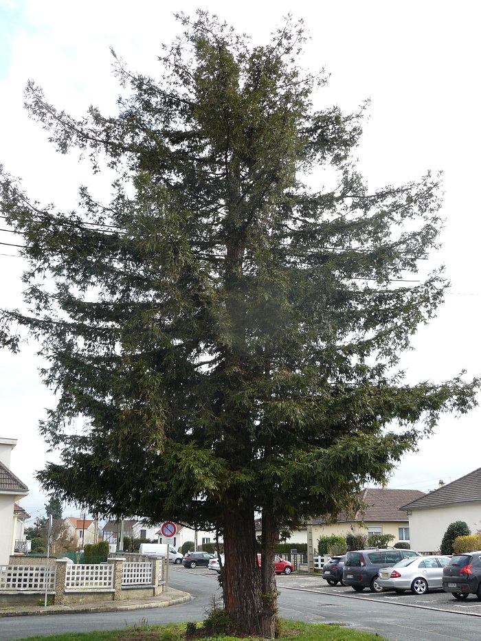 Séquoia 