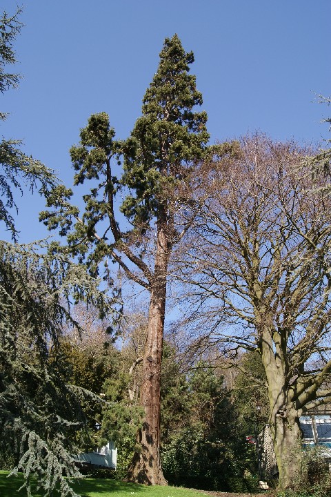 Séquoia géant parc Hauser