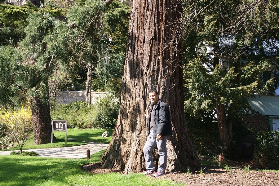 Séquoia géant de 4,25m de circonférence