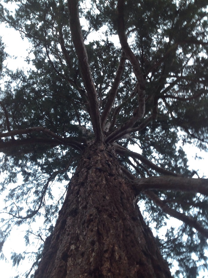 Séquoia géant à Le Houlme