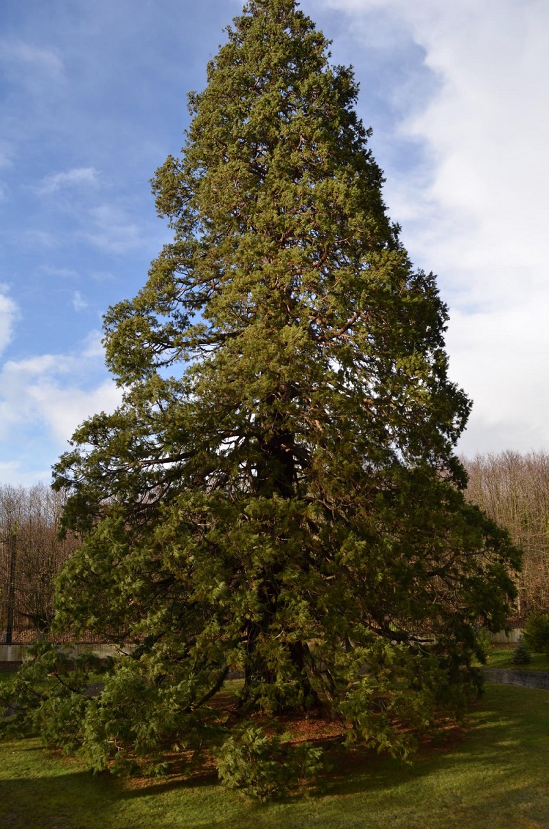 Séquoia géant à Ménil Brout