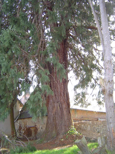 Séquoia géant le neubourg