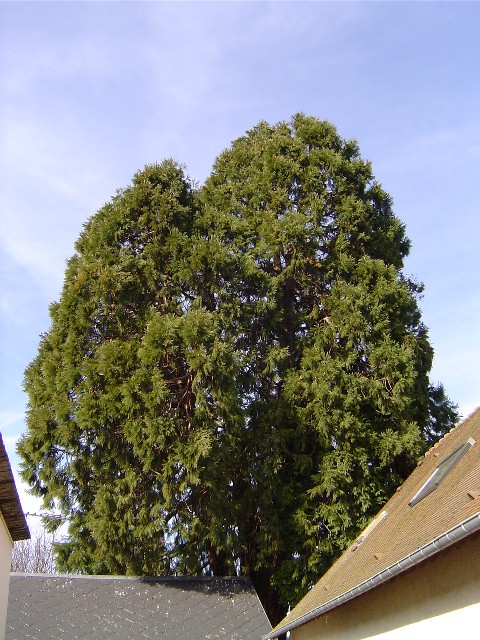 Séquoia géant rue Bioche