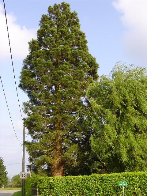 Séquoia géant à Le Val