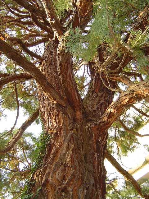 Séquoia géant à Lisieux