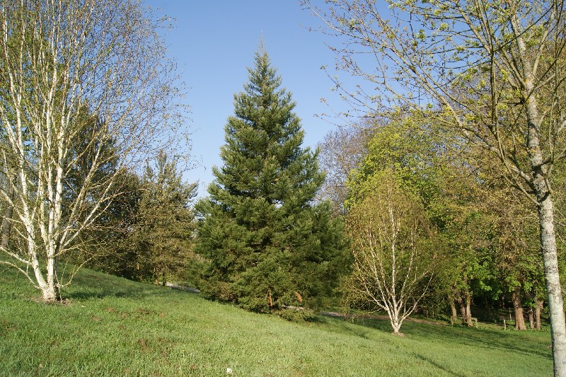 Séquoia géant arboretum de Lisieux