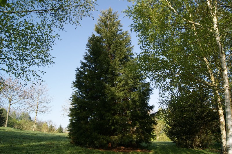 Séquoia géant arboretum de Lisieux