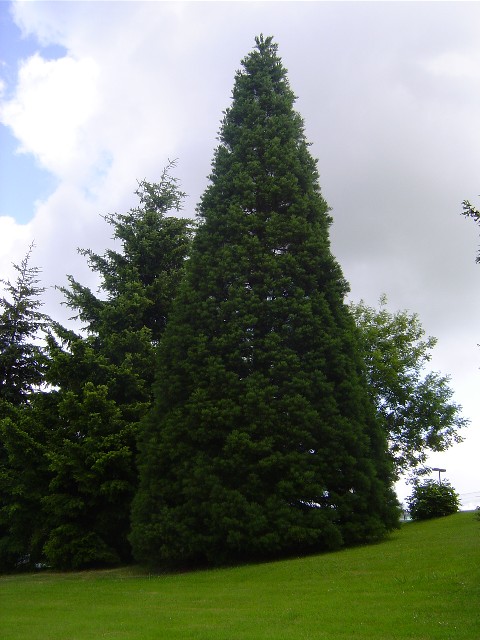 Séquoia géant à l'hôpital de Lisieux