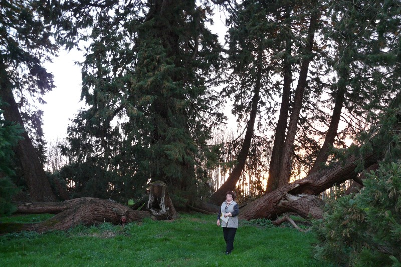 Séquoia géant à Lolif 