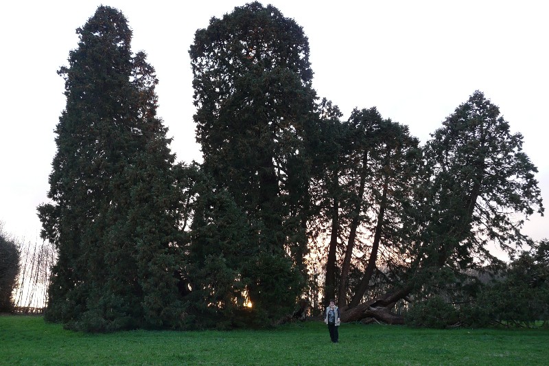 Séquoia géant marcotteur à Lolif