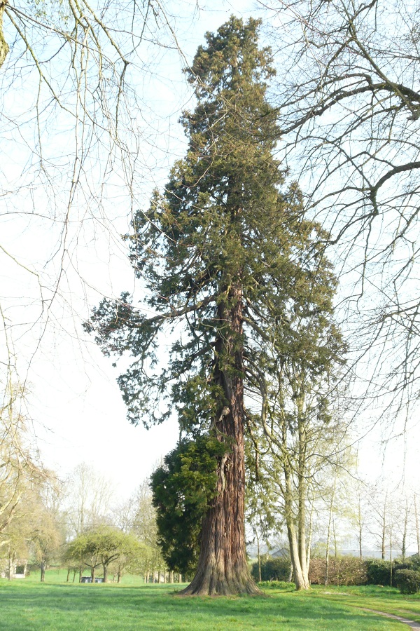 Séquoia géant à Longuerue
