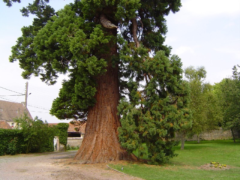 Séquoia géant à Louvières en Auge