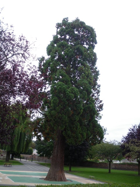 Séquoia géant à Maromme