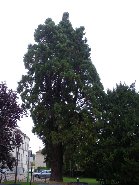 Séquoia géant à Maromme