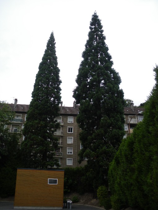 Séquoias géants à Maromme