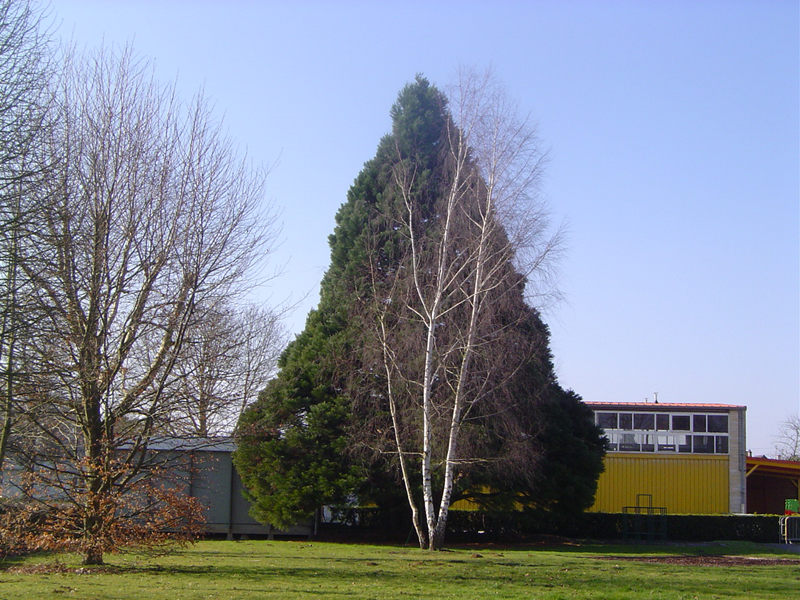 Séquoia géant à l'école primaire Jean Tomasi © Eric Touya