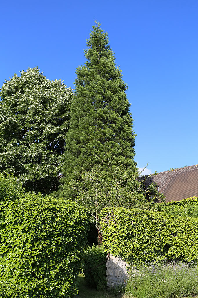 Séquoia géant à Molincourt