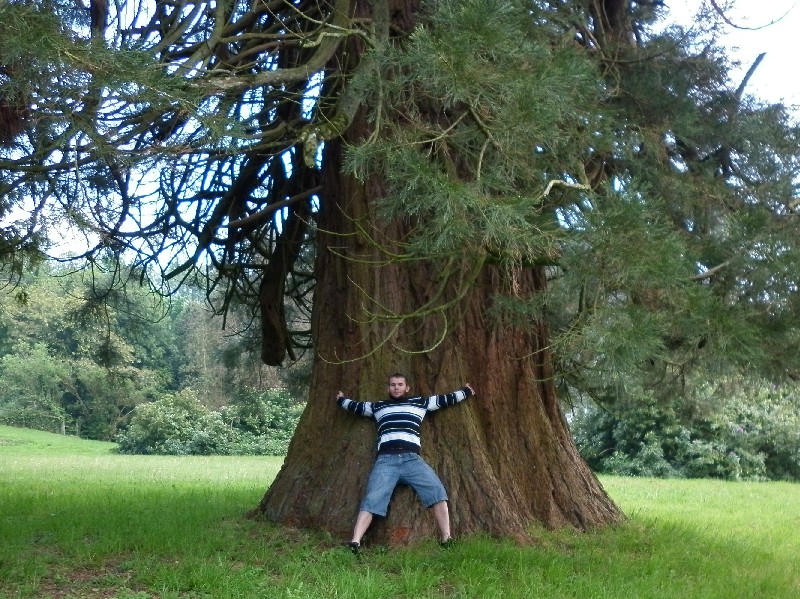 Séquoia géant de 8m