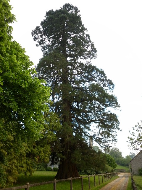 Séquoia géant à Moncuit