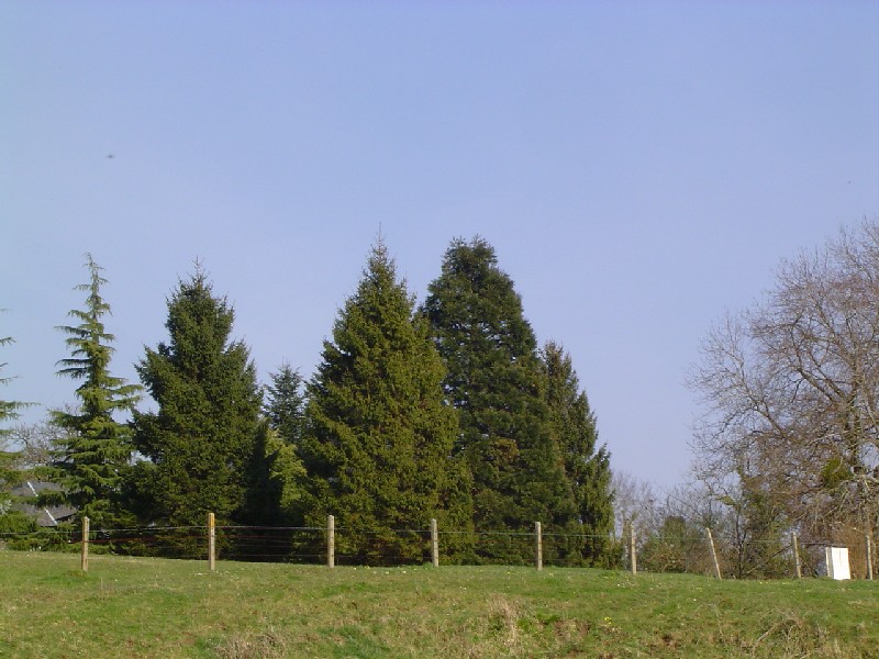 Séquoia géant à Mont St Léger