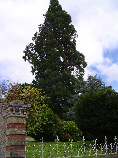 Séquoia géant à Montfort sur Risle