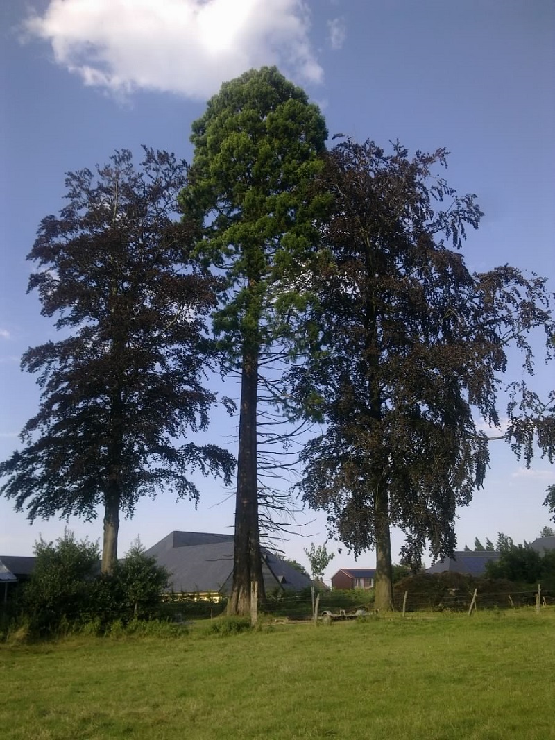 Séquoia géant à Motteville