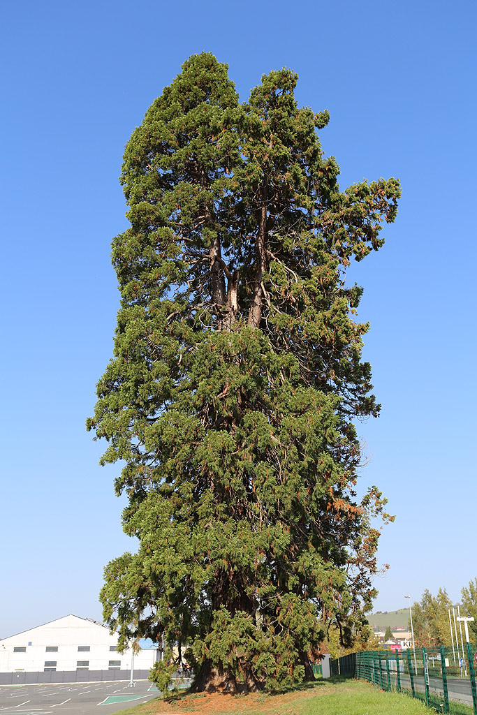 Séquoias géants à Neufchâtel-en-Bray ©Stéphane Sudré
