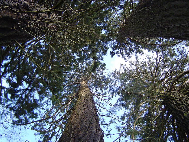 Séquoias géants au Haras du Bois Josselyn