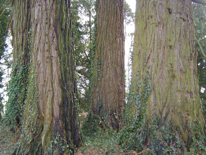 Séquoias géants à Neuville Près Sées