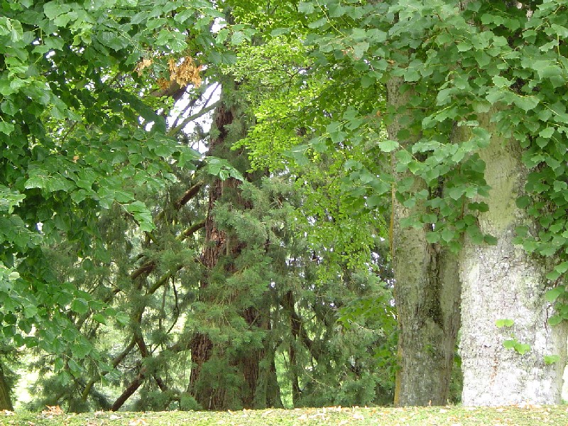 Séquoia géant au Haras de Fresnay le Buffard