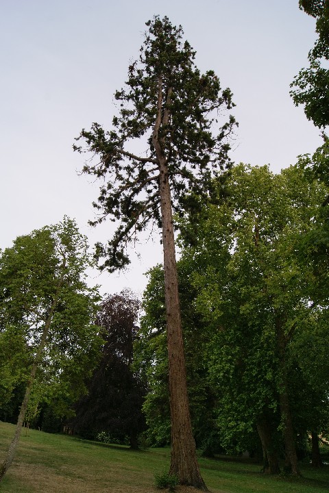 Séquoia géant à Nonancourt