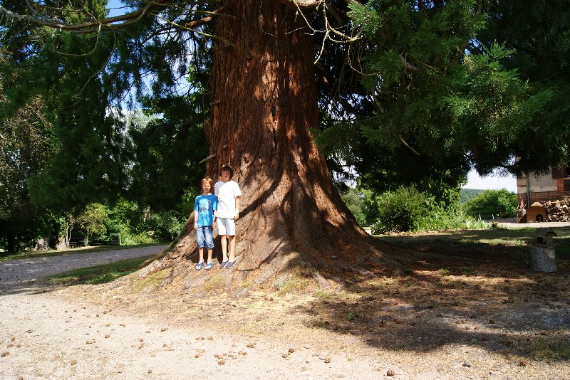 Séquoia géant à Orbec