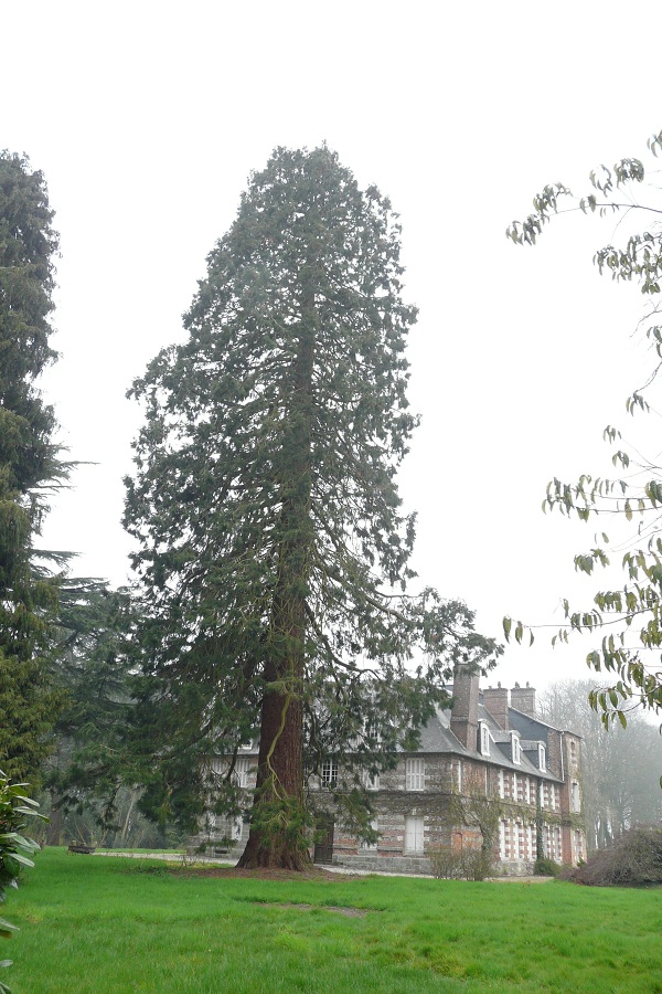 Séquoia géant à Ourville en Caux