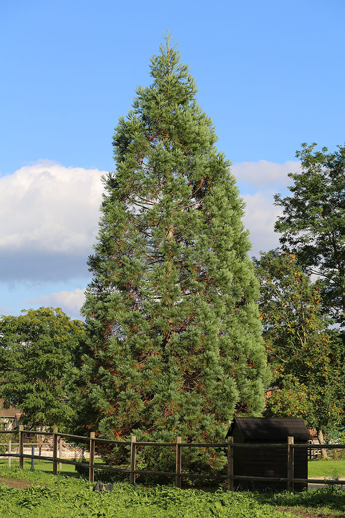 Séquoia géant à Pinterville