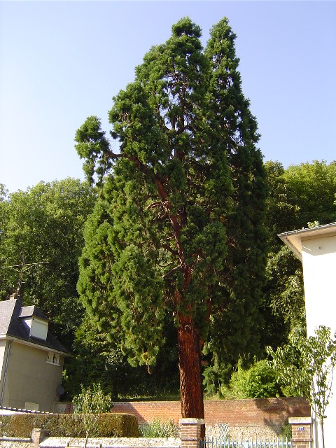Séquoia géant 77 route de Rouen