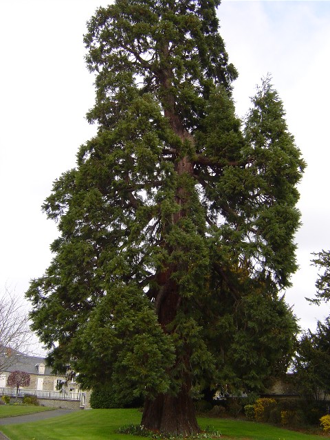 Séquoia géant à l'hôpital de Pontorson