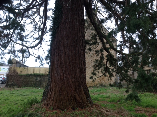 Séquoia géant rue Ambroise Pince