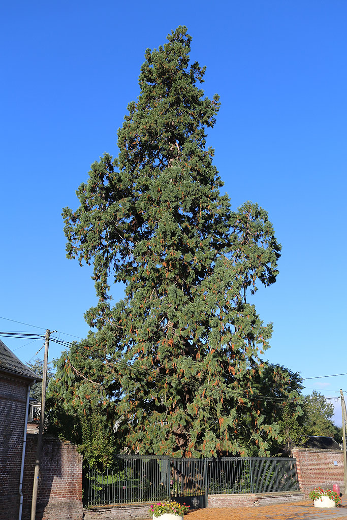 Séquoia géant à Rétonval