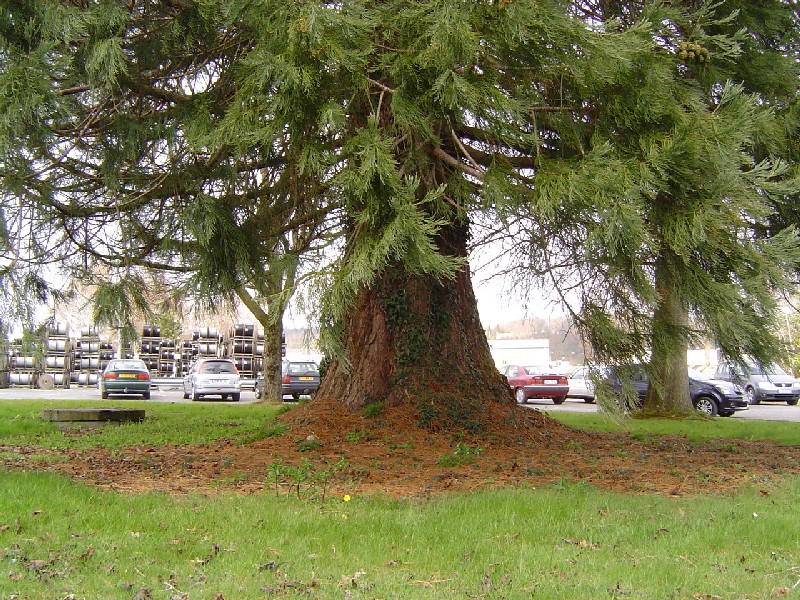 Séquoia géant à Romagny