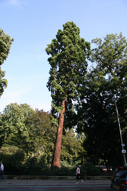 Séquoia géant à Rouen
