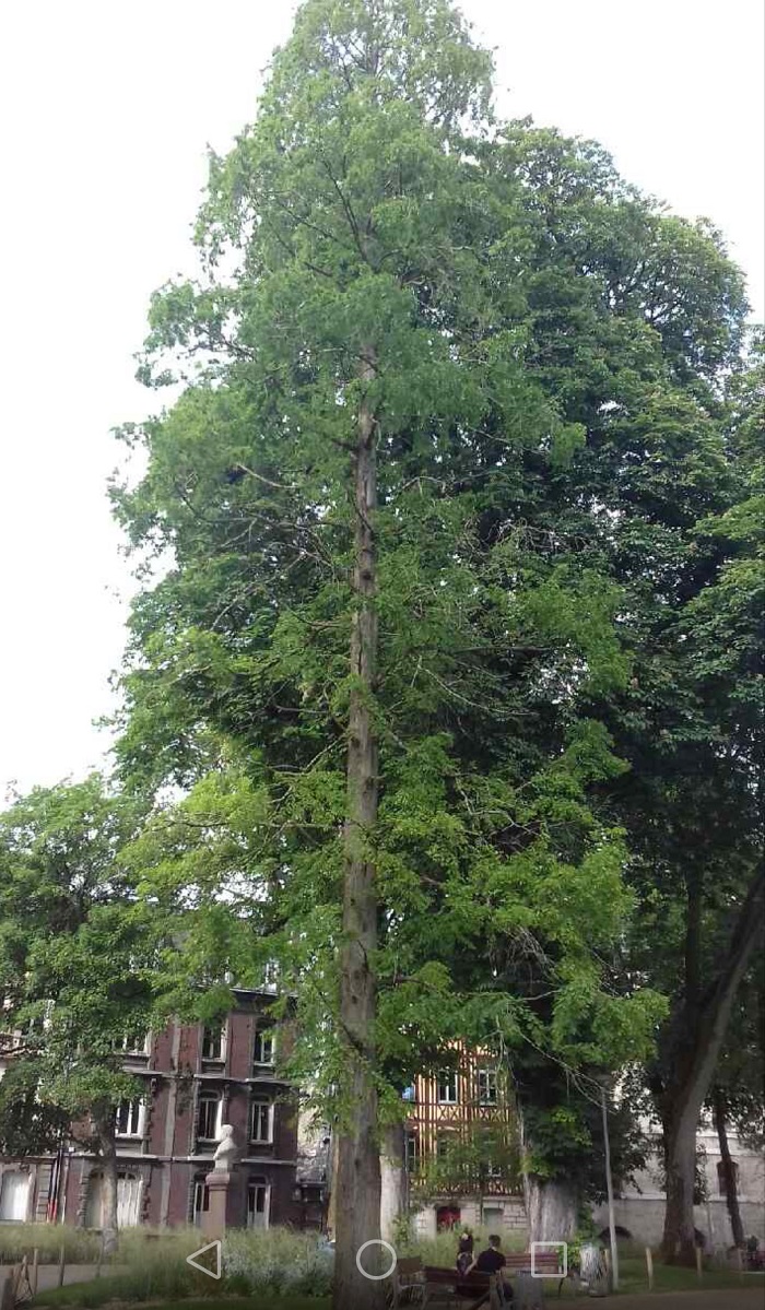 Séquoia géant à Rouen
