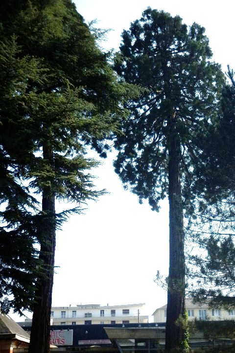 Séquoias géants à Saint lô